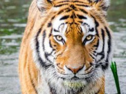 Tigre du Bengale